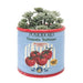 Potted plant in a decorative tomato-themed can 