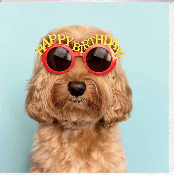 birhday card dog in sunglasses