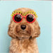 birhday card dog in sunglasses