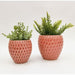 strawberry planters for home plants indoors