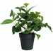 Heart Philodendron Plant 35cm