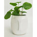 small white face discounted planter pit