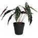 Spotted Begonia Plant 35cm