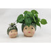 gumnut baby may gibbs planters small and large