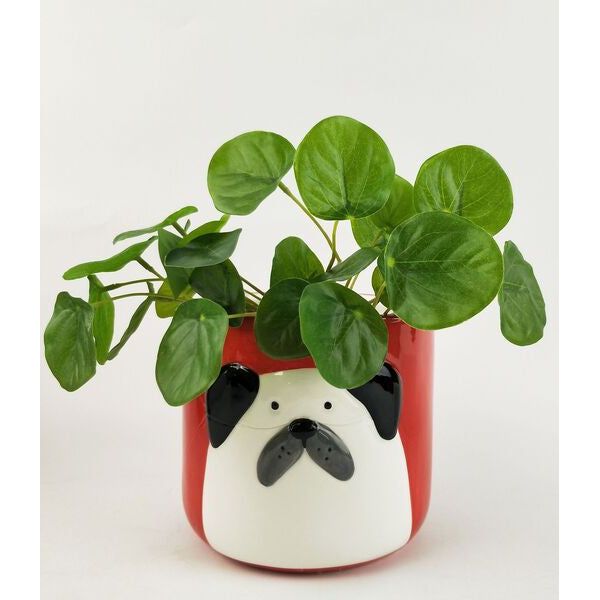red discounted pot plant with dog picture