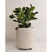 white plant pot for indoors