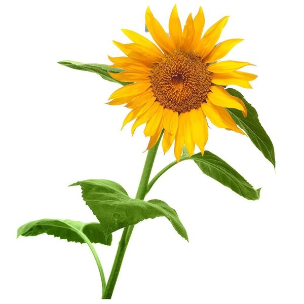 grow a sun flower