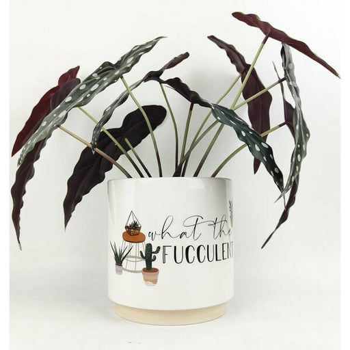 what the fucculent pot planter